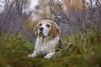 lying Beagle