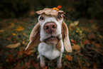 Beagle
