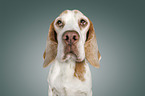 Beagle portrait