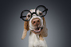 Beagle portrait