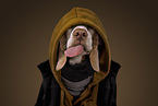 Beagle portrait
