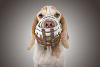 Beagle portrait
