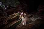 standing Beagle