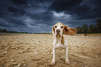 standing Beagle