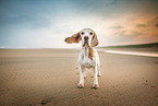 standing Beagle