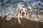 Beagle at the beach