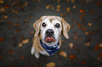 Beagle