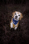 standing Beagle