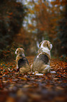 2 Beagle