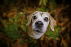 Beagle portrait