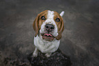 Beagle