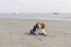 lying Beagle