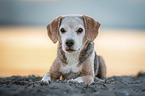lying Beagle