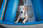 standing Beagle