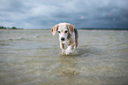 Beagle runs through the sea