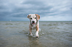 Beagle runs through the sea