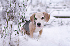 sitting Beagle