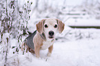 sitting Beagle