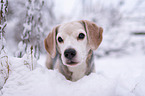 Beagle in the snow