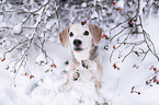 Beagle sits begging in the snow