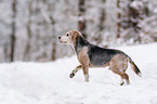 Beagle runs through the snow