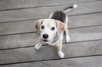 sitting Beagle