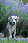 sitting Beagle