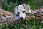 lying Beagle