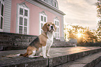 sitting Beagle