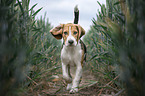 walking Beagle