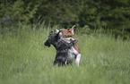 2 dogs