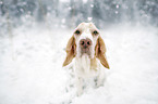 sitting Beagle