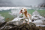 Beagle
