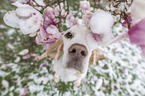 sitting Beagle