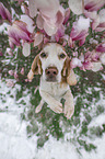 begging Beagle