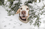 sitting Beagle
