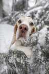 Beagle gives paw