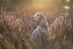 sitting Beagle