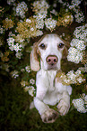 begging Beagle
