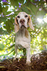 Beagle gives paw