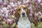 Beagle Portrait