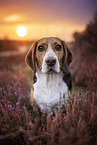 Beagle Portrait