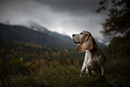 Beagle