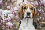Beagle Portrait