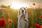 begging Beagle