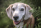 female Beagle