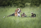 2 dogs