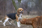 Basset Hound growls at dog