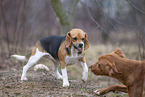 Basset Hound growls at dog