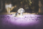 female Beagle